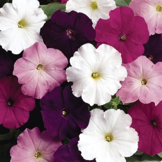 Island Waterfall Mix Petunia Thumbnail